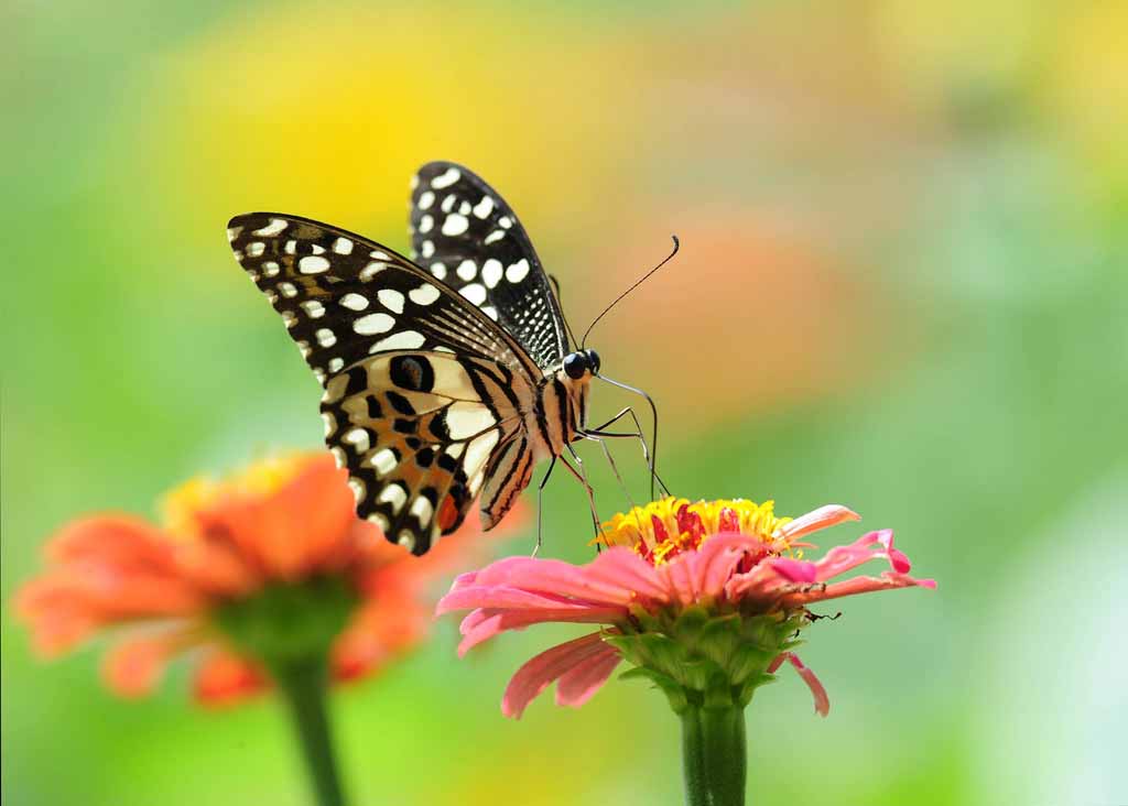 Nằm mơ thấy bướm là một trong những giấc mơ phổ biến và được coi là mang ý nghĩa rất sâu sắc. Trong văn hóa đông phương, nằm mơ thấy bướm thường được xem là một điềm báo hoặc tín hiệu của vận may tốt hay xấu.